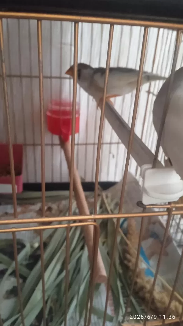 2 Yumurtası Var Sevda Papağanı Çift Olarak