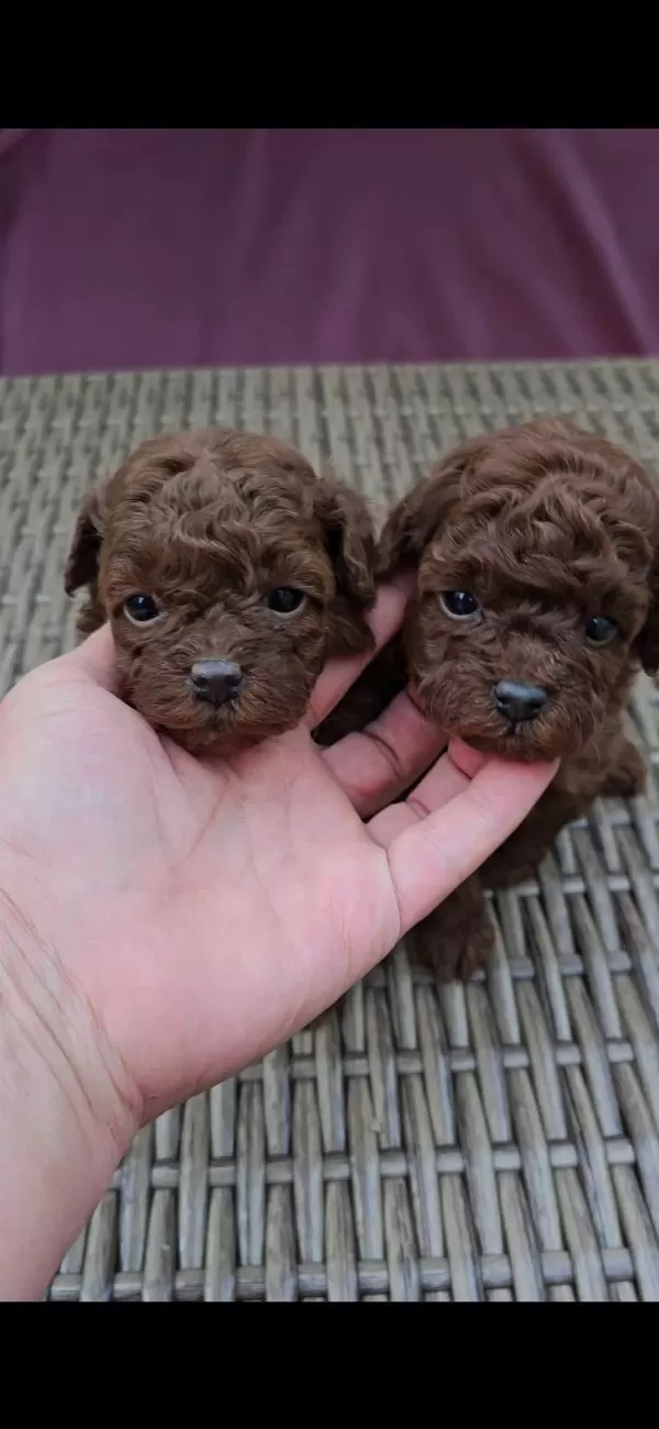 Teacup Kore Poodle Yavruları