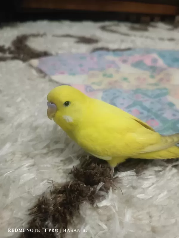 2 Aylık Muhabbet Kuşu