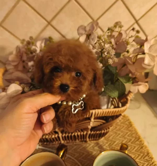 Ruhsatli Köpek Çiftliğinden Toypoodle Yavrularımız