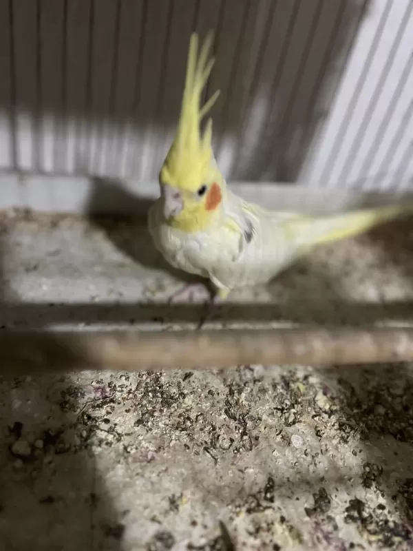 Damızlık Sultan Papağanı Lutino