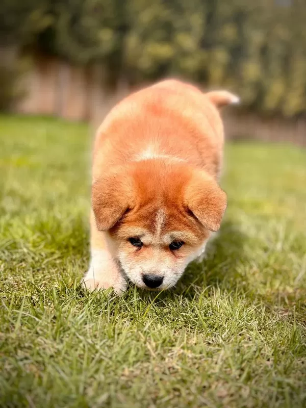 Japon Akita Yavruları Sağlık Ve İrk Garantili