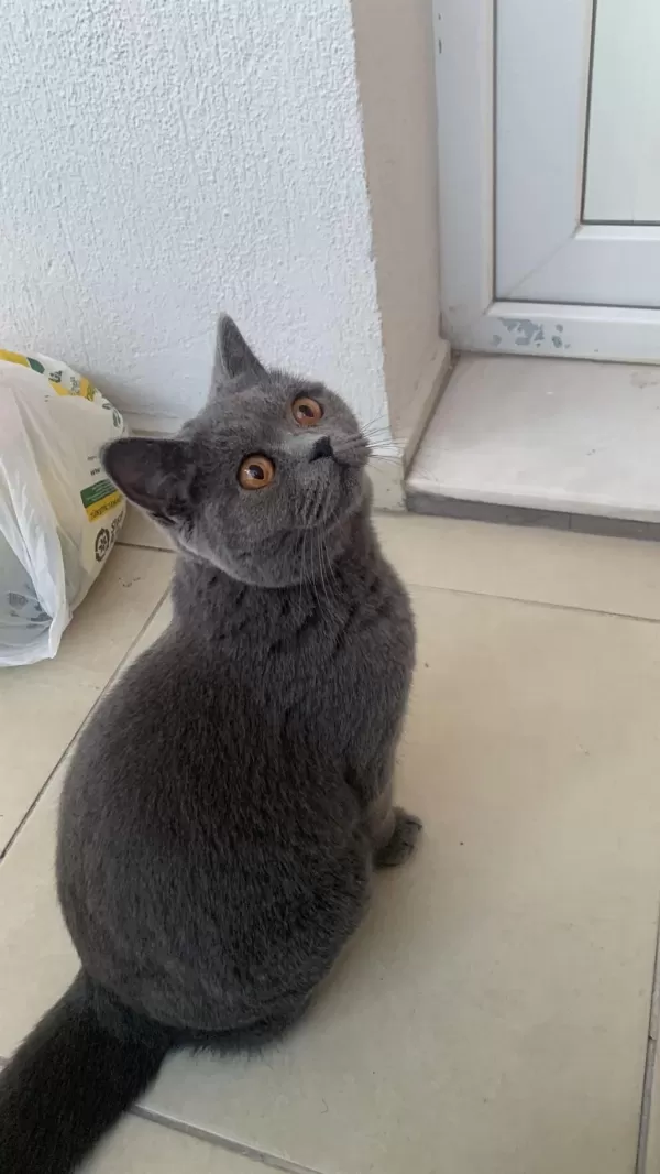 Ücretsiz Sahiplendirme 1 Yaşında British Shorthair