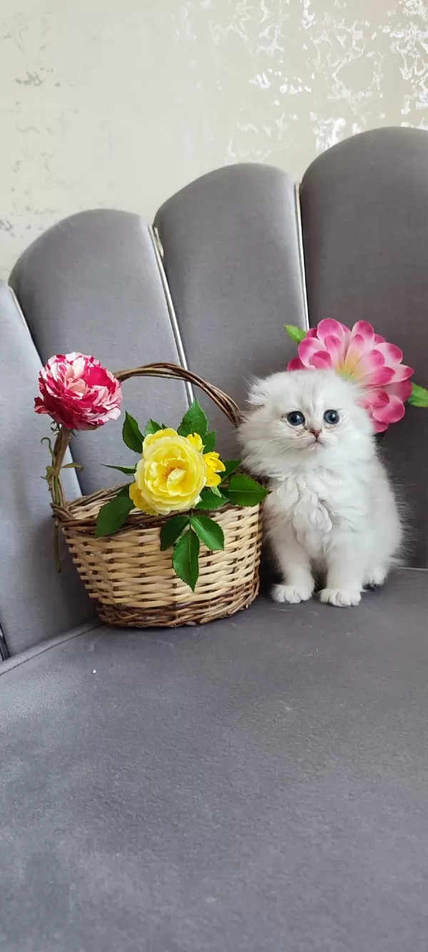 Scottish Fold Yavrumuz