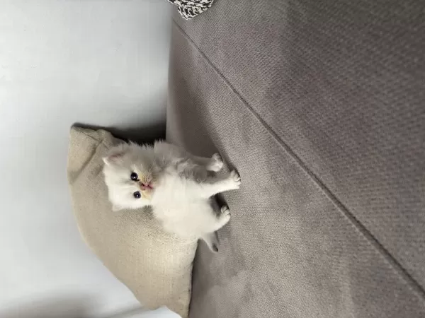 British Shorthair 40 Günlük Erkek Yavru