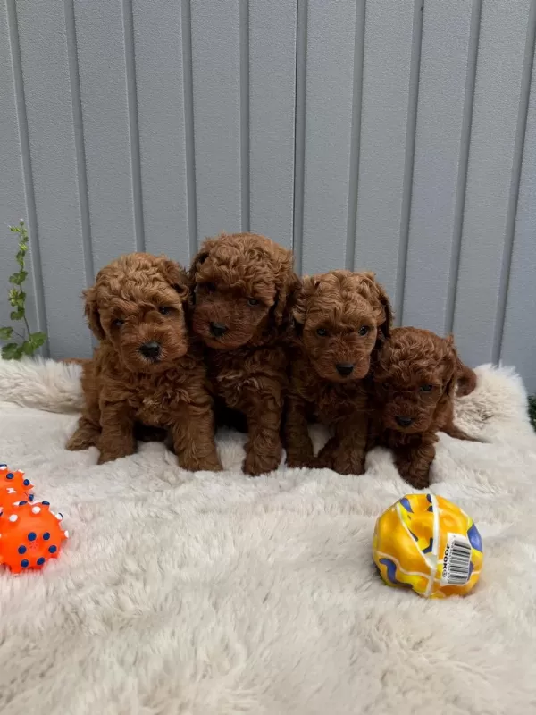 Minik Toy Poodle Bebekler