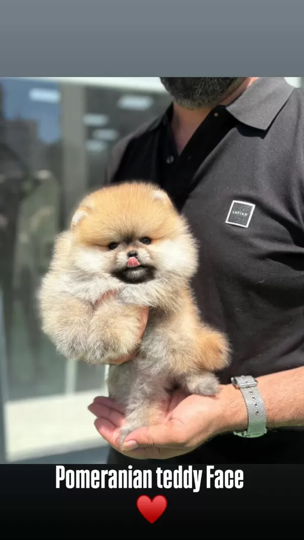 Pomeranian Boo Üst Kalite Bebek