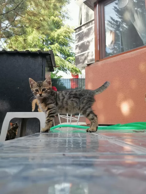 Tatlı Mı Tatlı Yavru Kediler