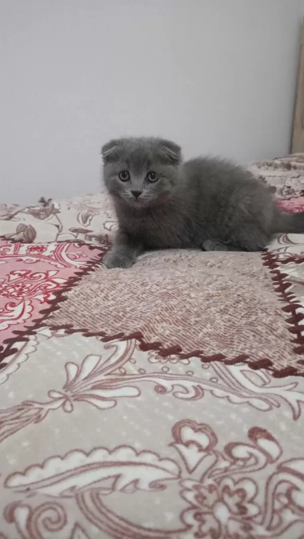 Sahibinden Scottish Fold 55 Günlük