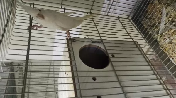 Albino Dişi Damızlık Sultan Papağanı