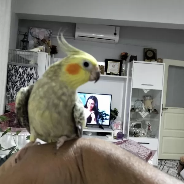 3 Aylık Sultan Yavrular