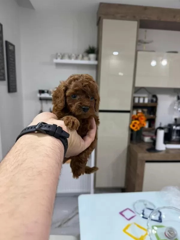 Wc Eğitimli Toy Poodle Yavrulr Ankara Mağzamzda Görün