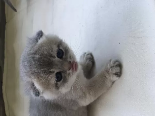 Üst Düzey Scottish Fold Yavrular