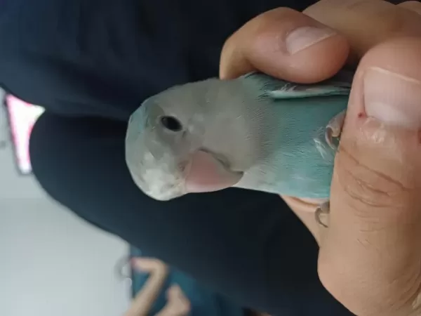 Erkek Sevda Papağani 7 Aylik