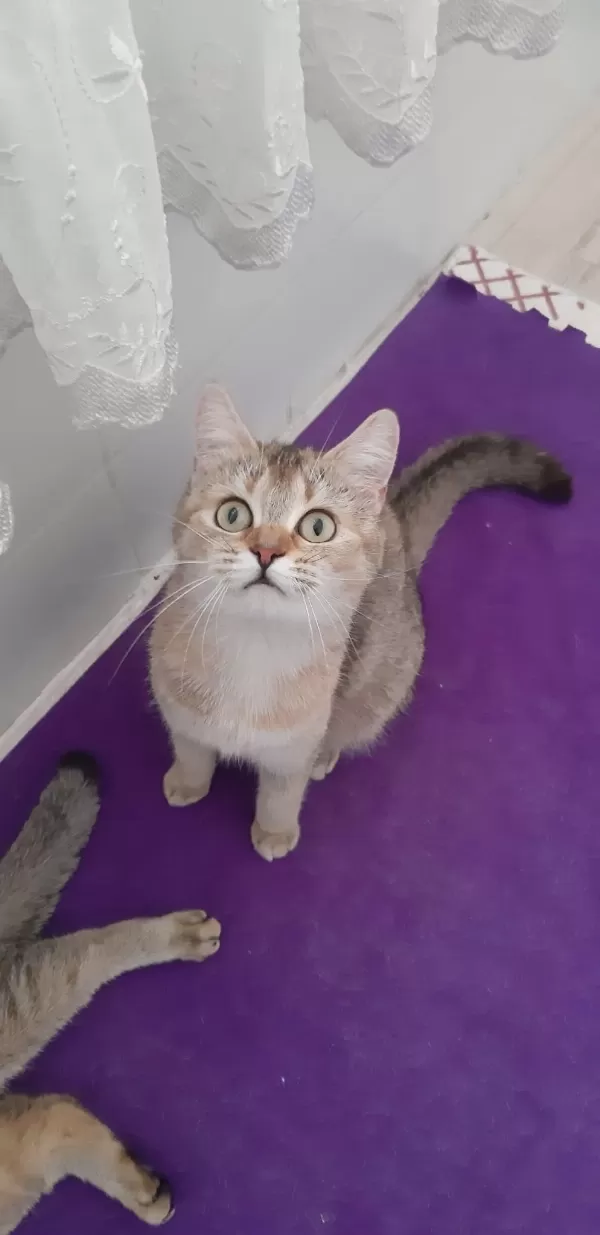 British Shorthair Evcilmen Kedimiz