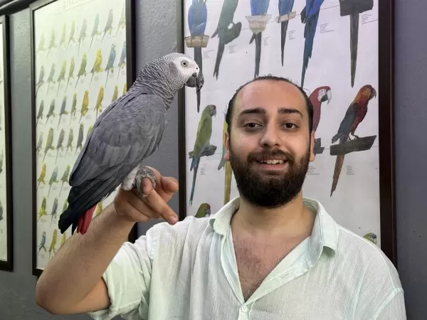 Evcil Eğitimli Konuşan Jako Papağani