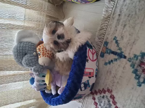 5 Aylık Shih Tzu Dişi