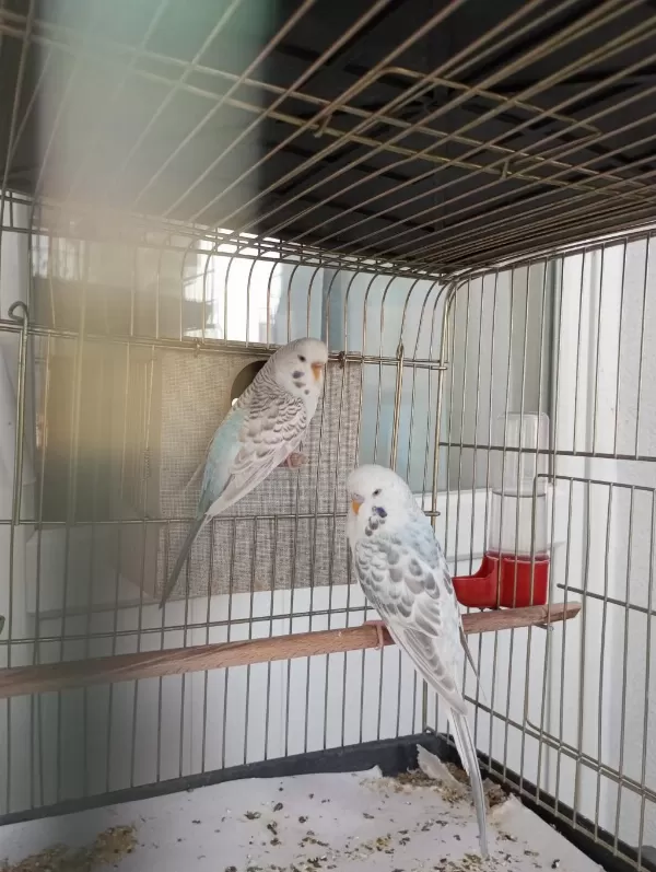 Yavru Takım Yetişkin Erkek Dişi Muhabbet Kuşu