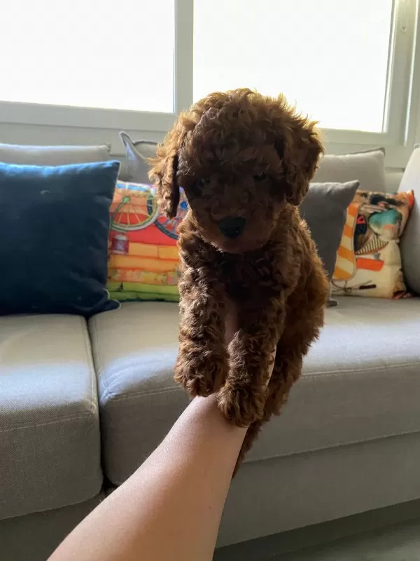 Toy Poodle Yavrularım Orijinal