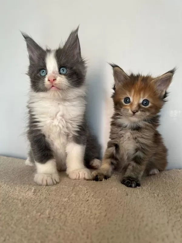 Sağlik Ve İrk Garantili Minik Maine Coon Devler