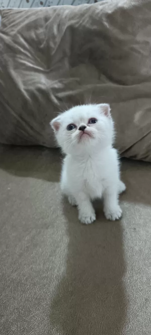 Scottish Fold Yavrumuz Hazır