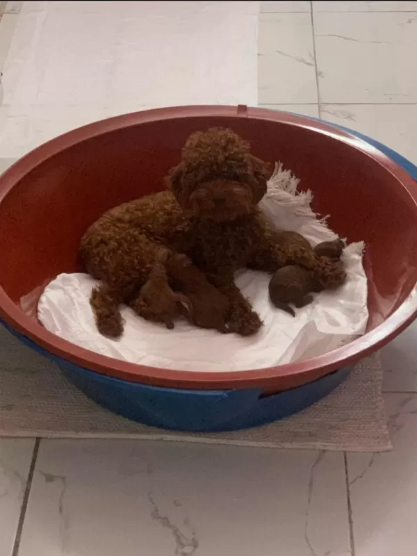 Mükemmel Red Brown Toy Poodle Yavrular