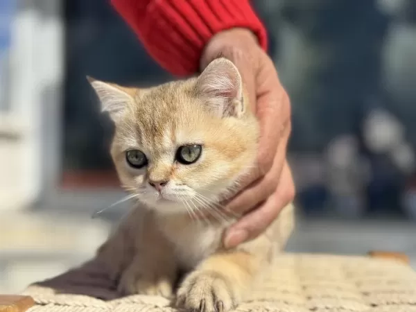 Ankarada Ziyarete Açık Ny12 British Shorthair
