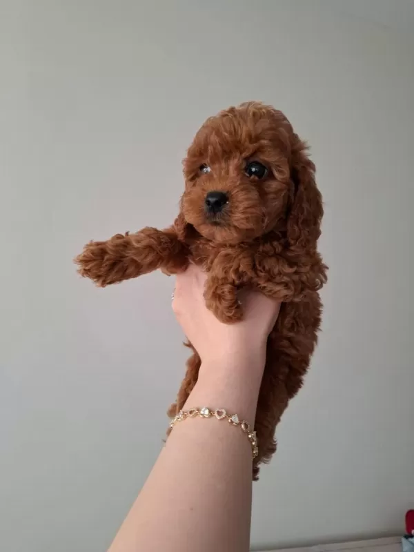Fırsat Yavruları Evde Büyüyen Toy Poodle Bebekler