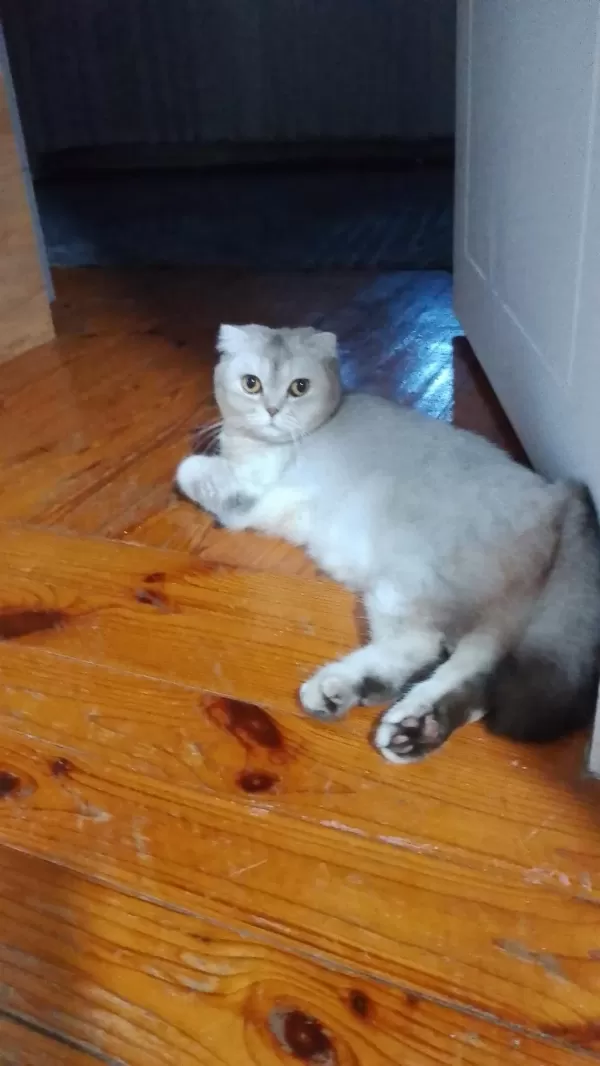 Scottish Fold 1.5 Yaşında