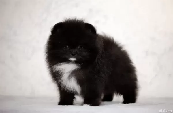 Üst Kaliteli Wcf Pomeranian Tea Cup