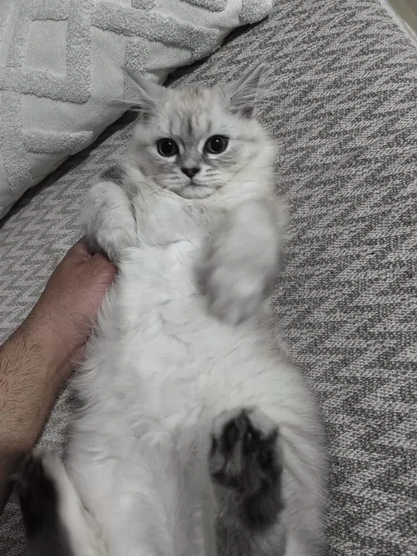 4.5 Aylık Erkek Kedimiz