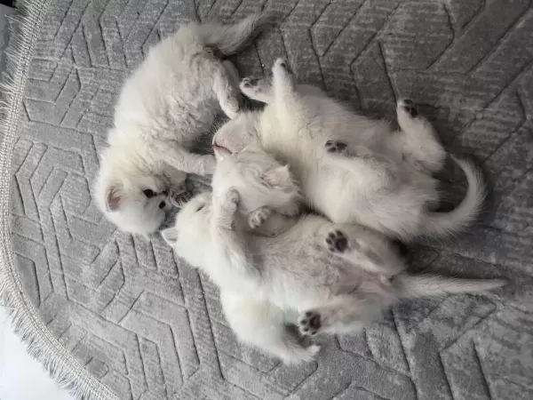 British Shorthair Yavrular (açıklamayı Okuyun)