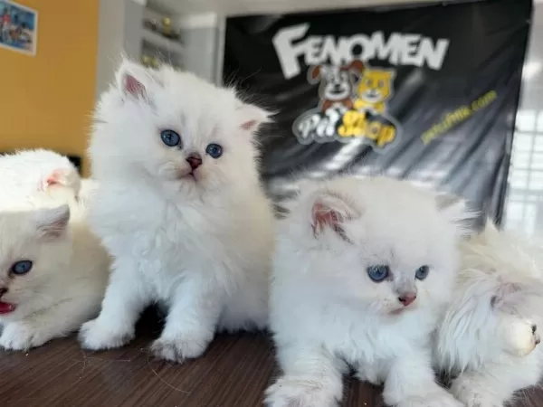 Özel İrk British Shorthair Yavrular Ankara Mağazamizda