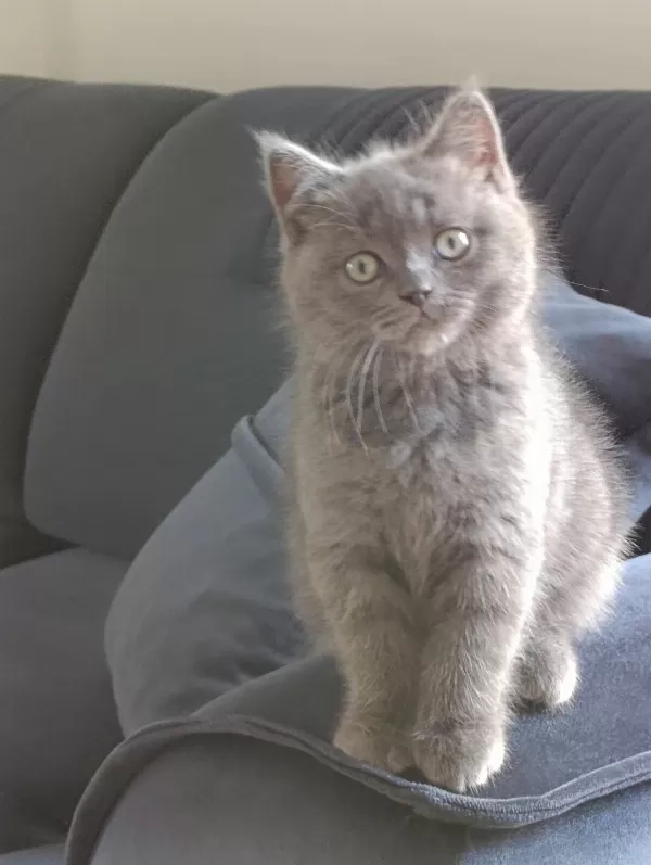 British Shorthair 3 Aylık