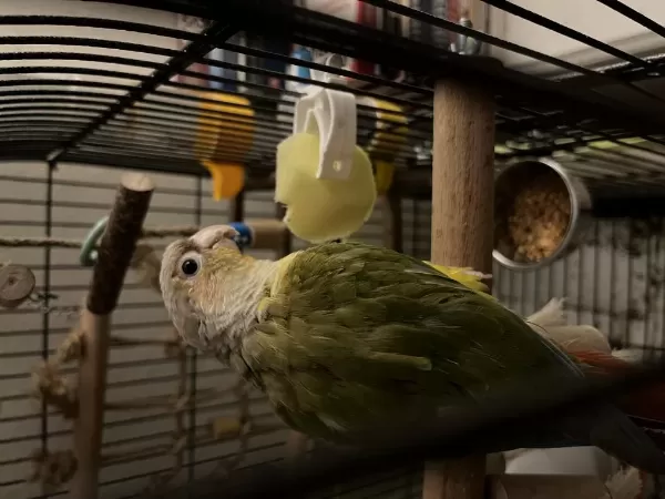 El Besleme Büyütülmüş Konuşan Pineapple Konur
