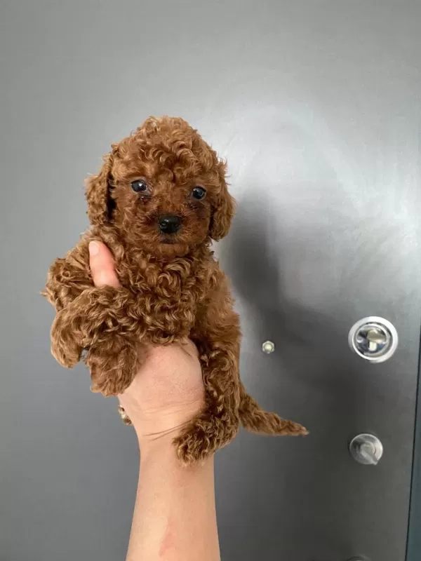 Red Brown Poodle Yavrularım