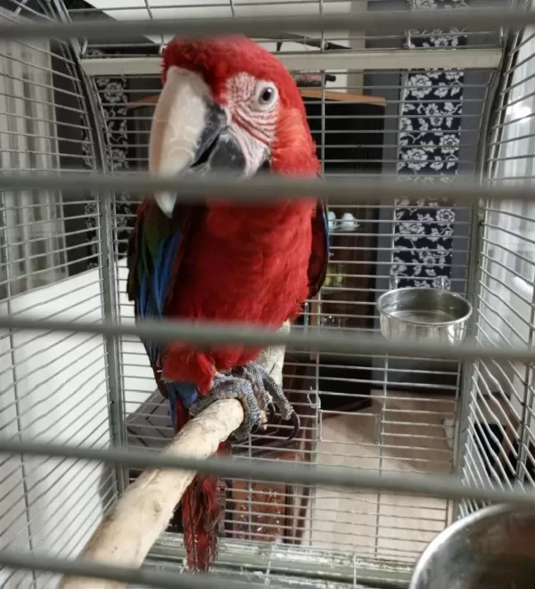 Ara Macaw Papağanı 10 Aylık