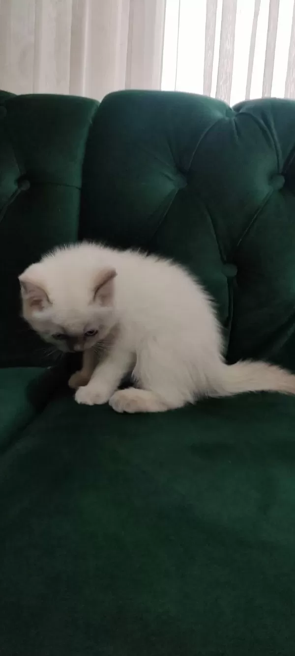 Sahibinden 55 Günlük British Shorthair