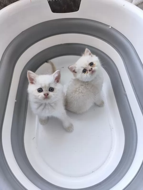 British Shorthair Yavrular İçin Ulaşın