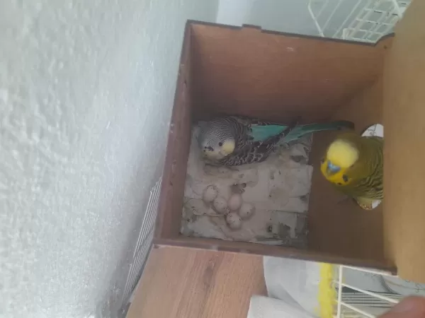 Çift Takım Muhabbet Kuşu Konuşan Yumurtalı