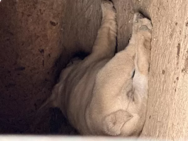 Çok Acil Sahiplendirilecek Dişi French Bulldog Yavrum