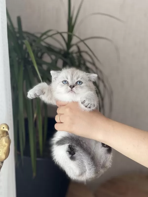 Ayi Surat British Shorthair Yavrum