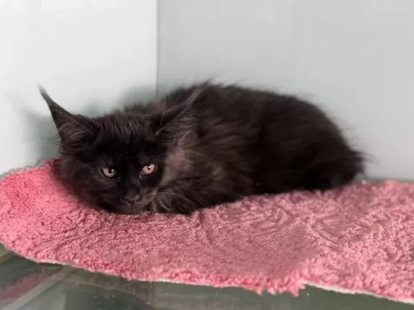 Ankarada Ziyarete Açık Maine Coon Yavrular