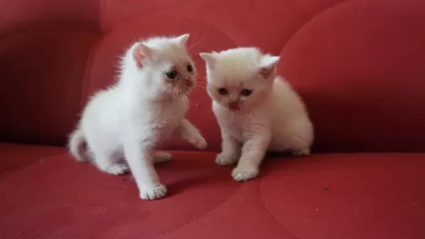 Safkan British Shorthair Blue Point Yavrular
