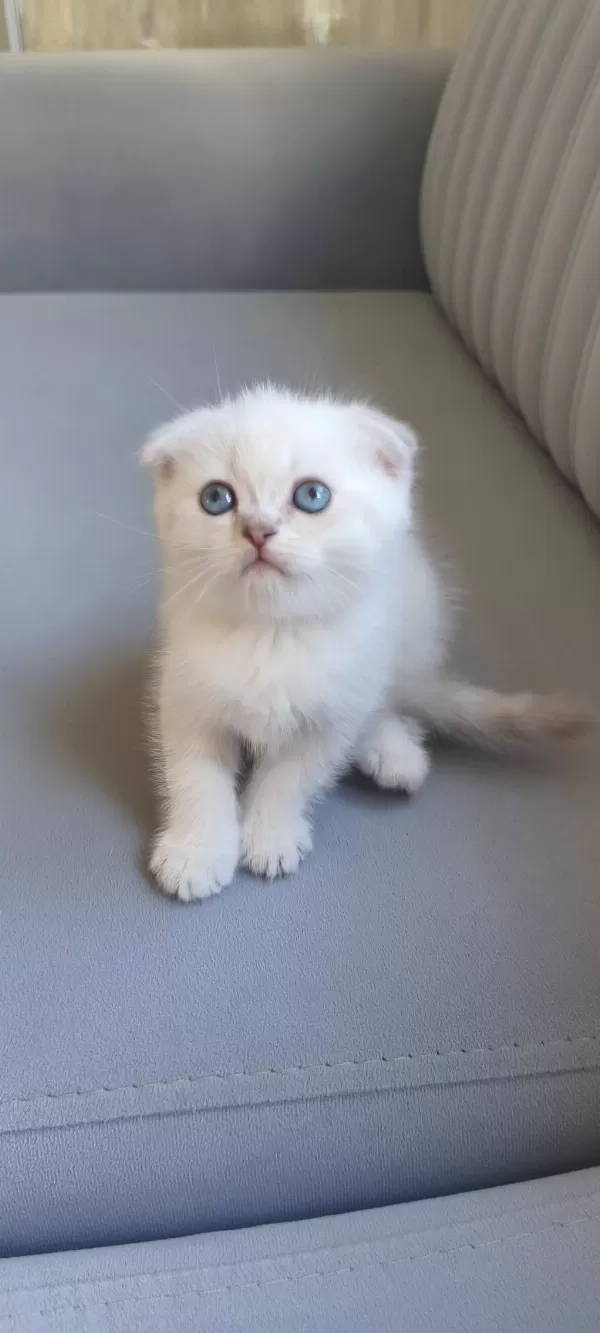 Güzel Scottish Fold Kızımız Yeni Ailesini Bekliyor