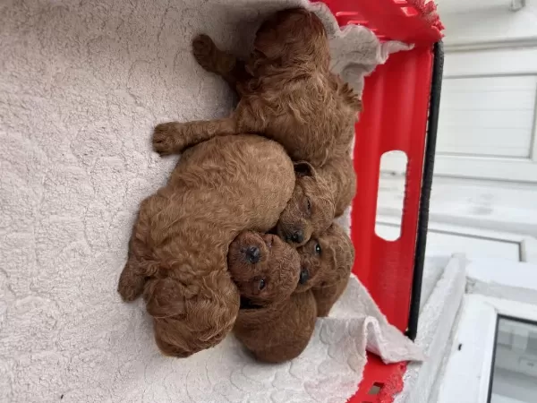 Toy Poodle Kore Kan Yavrular