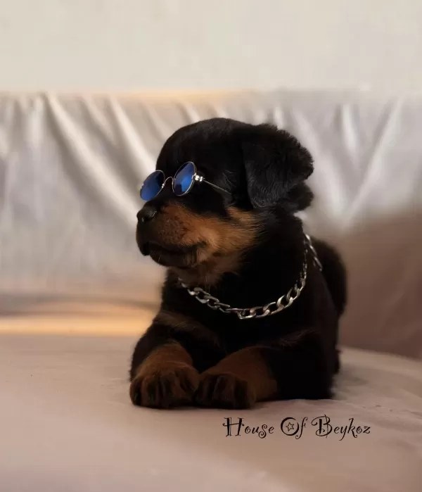 A Şecereli Erkek Rottweiler Yavrularım