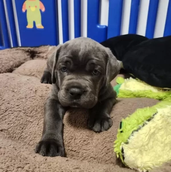 Ev Ve Bahçeniz İçin Cane Corso Kapıda Ödeme Mevcuttur