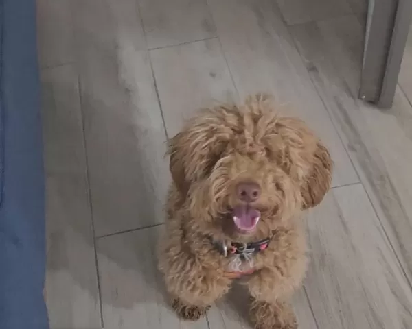 Poodle Köpeğimiz 9 Aylık
