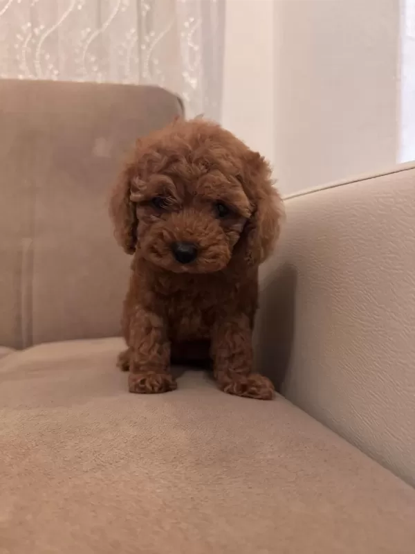 Core Poodle Yavrum Sağlik Ve İrk Garantilidir